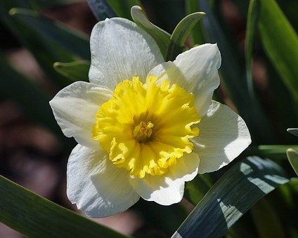 daffodil-garden