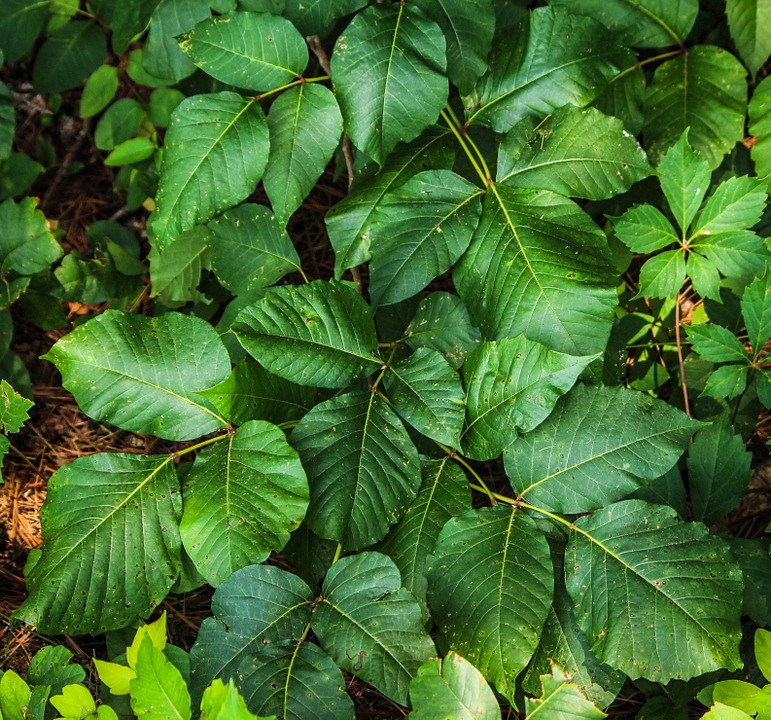 poison-ivy