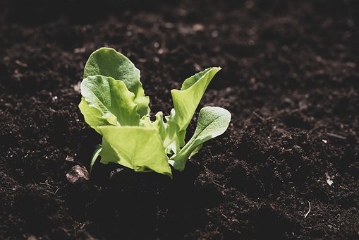 lettuce-seedling